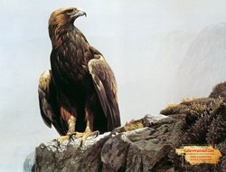 Tranh Đại Bàng GTD30