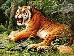 Tranh Con Hổ GTD25