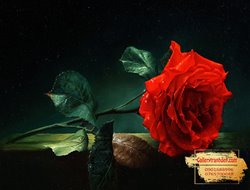 Tranh Hoa Hồng Đẹp GTD10