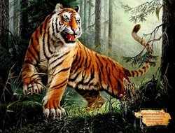 Tranh Hổ Phong Thủy GTD28